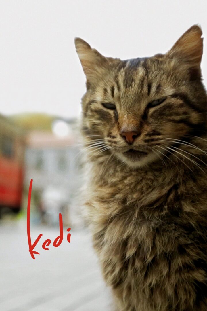 دانلود فیلم Kedi 2016 بدون سانسور با پخش آنلاین