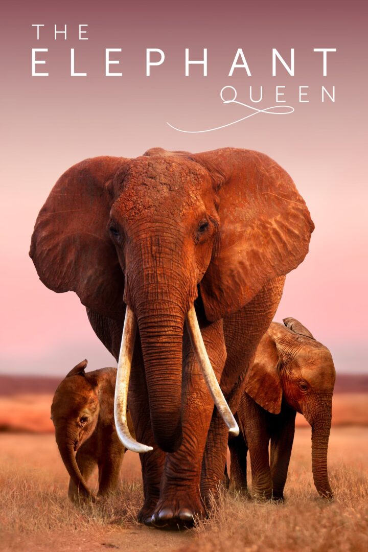 دانلود فیلم The Elephant Queen 2018 بدون سانسور با پخش آنلاین